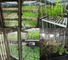 Incubatrice artificiale di clima della scatola della camera di crescita della pianta del visualizzatore digitale per germinazione dei semi